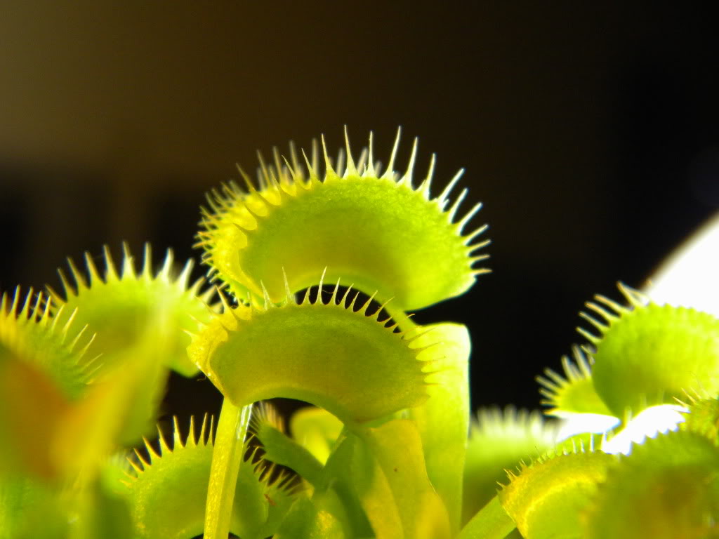 Venus Flytrap
